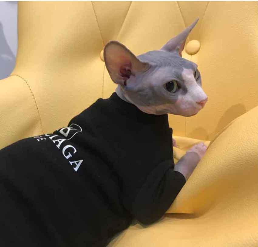 Balenciaga ペットウェア 猫