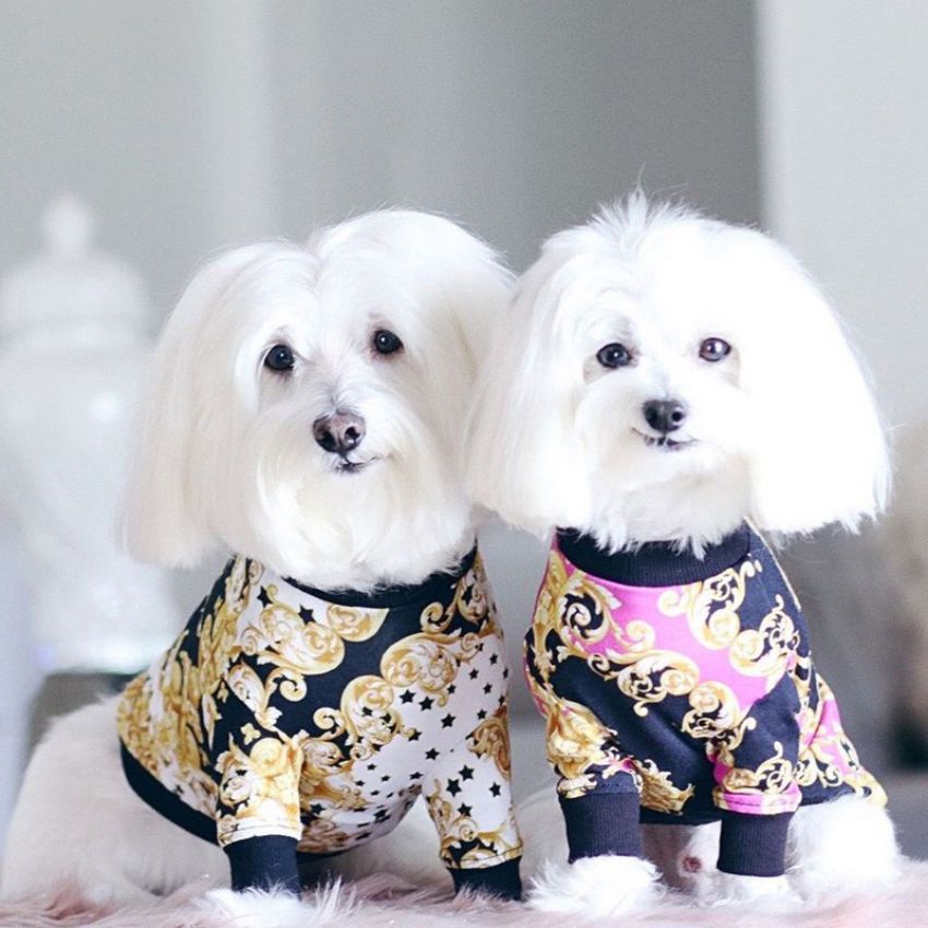 犬の服 おしゃれ ブランド 犬tシャツ ペットウェア 可愛い