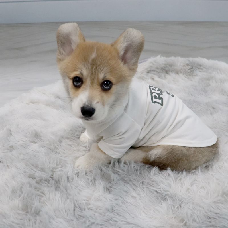 プラダ 犬tシャツ 小型犬