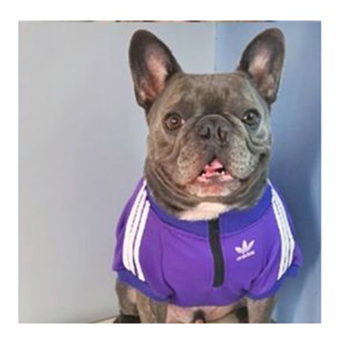 アディダス 犬服 プルオーバーパーカー 人気 Adidas ペットウェア 秋冬服