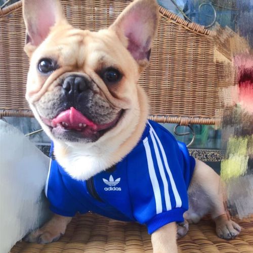 アディダス 犬服 プルオーバーパーカー 人気 Adidas ペットウェア 秋冬服