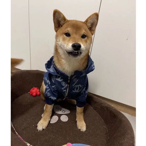 犬服 流行 シャネル